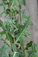Lactuca serriola