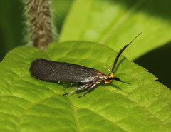 Dichomeris nonstrigella