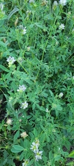 Medicago sativa