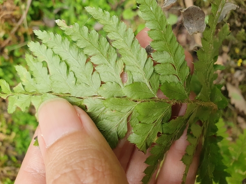 Polystichum setiferum image