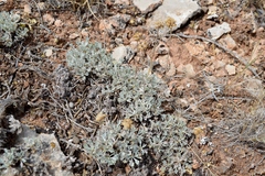 Artemisia capitata