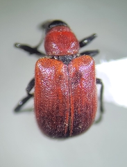 Merhynchites wickhami