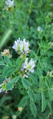 Medicago sativa