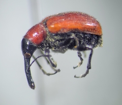 Merhynchites wickhami