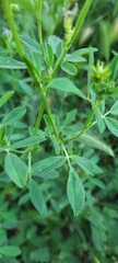 Medicago sativa