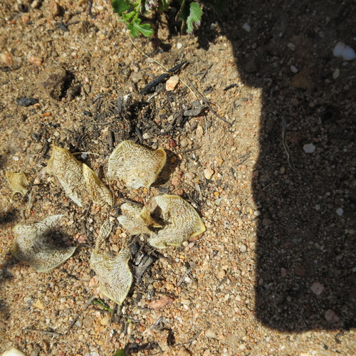 Image of Drimia ciliata by no rights reserved