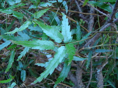 Rubus schmidelioides