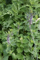 Leonurus quinquelobatus