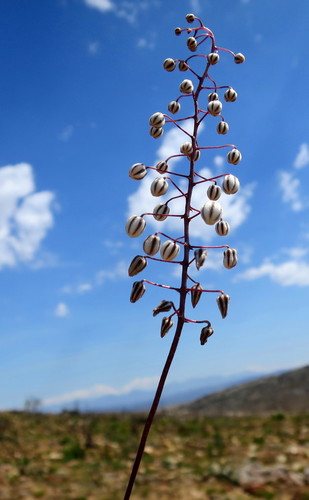 Drimia ciliata