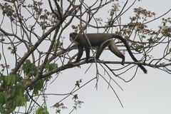 Cercopithecus neglectus