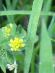 Trifolium dubium