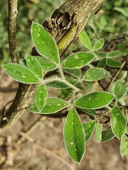 Cytisus villosus
