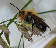 Megachile willughbiella