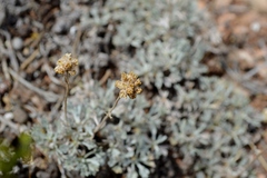 Artemisia capitata