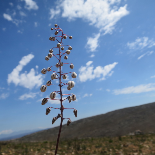 Drimia ciliata