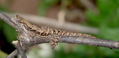 Anolis wilsoni