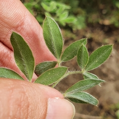 Cytisus villosus