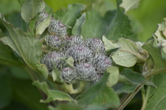 Arctium tomentosum