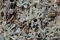 Artemisia capitata