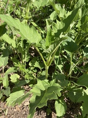 Chenopodiastrum hybridum