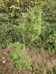 Cytisus villosus