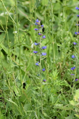 Echium vulgare