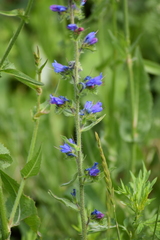 Echium vulgare