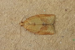 Clepsis consimilana