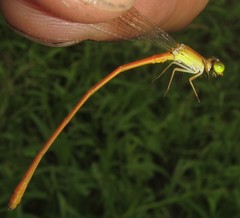 Ceriagrion suave