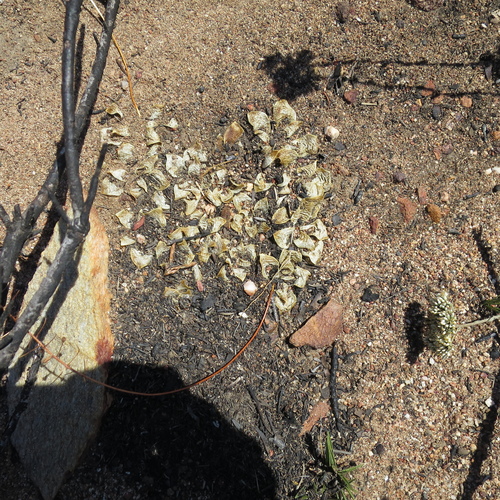 Drimia ciliata