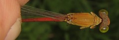 Ceriagrion suave