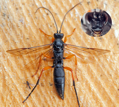 Thyrateles camelinus