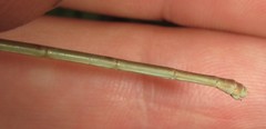 Ceriagrion suave