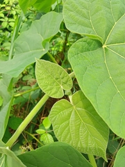 Paulownia tomentosa