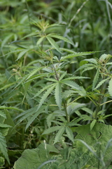 Cannabis sativa