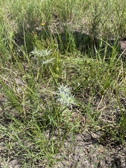Eryngium hookeri