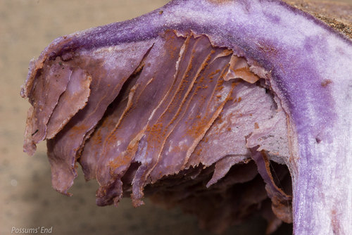 Cortinarius austrovaginatus image