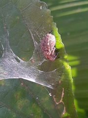 Parawixia