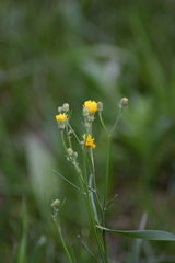 Crepis tectorum