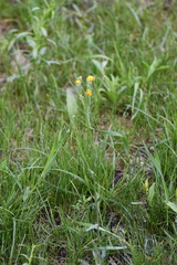 Crepis tectorum