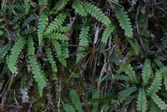 Blechnum blechnoides