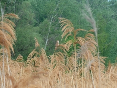 Locustella luscinioides