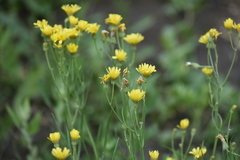 Crepis tectorum
