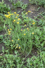 Crepis tectorum