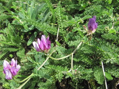 Astragalus onobrychis