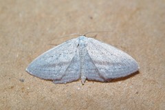 Scopula emutaria