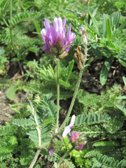 Astragalus onobrychis