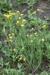 Crepis tectorum