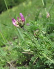 Astragalus onobrychis