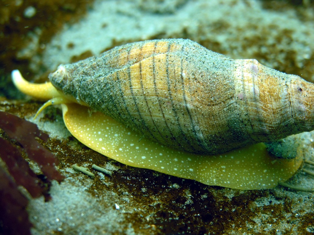 Carpenter's Turrid